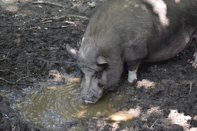 与勒阿弗尔 与勒阿弗尔